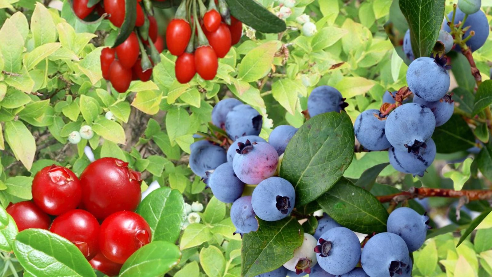 Borowka i Zurawina _1600x900