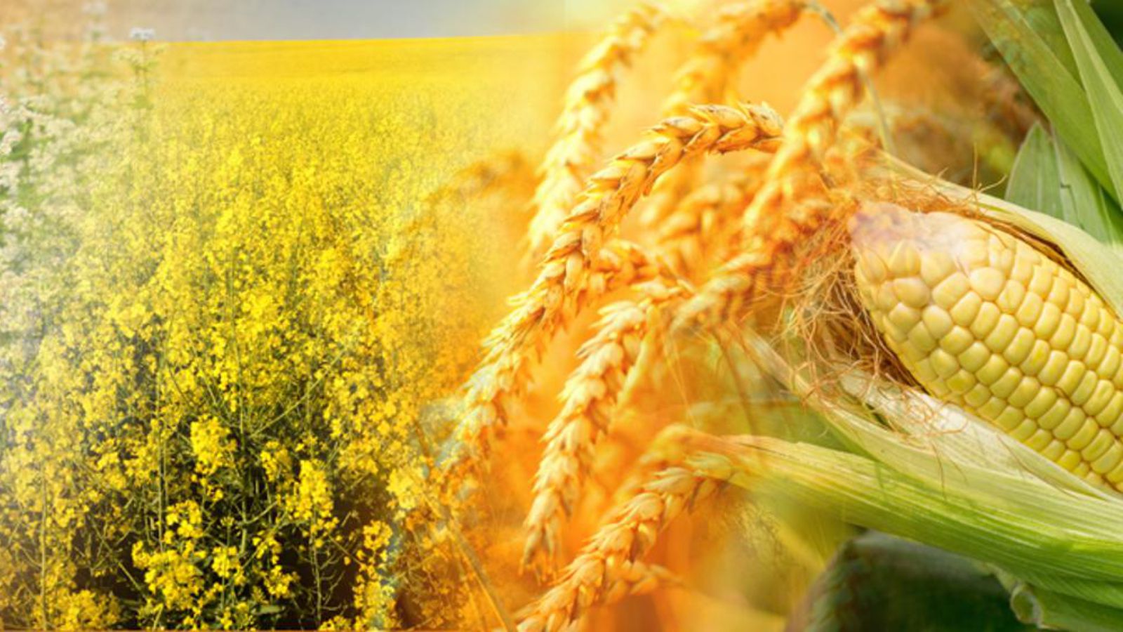 Kukurydza i Rzepak _1600x900