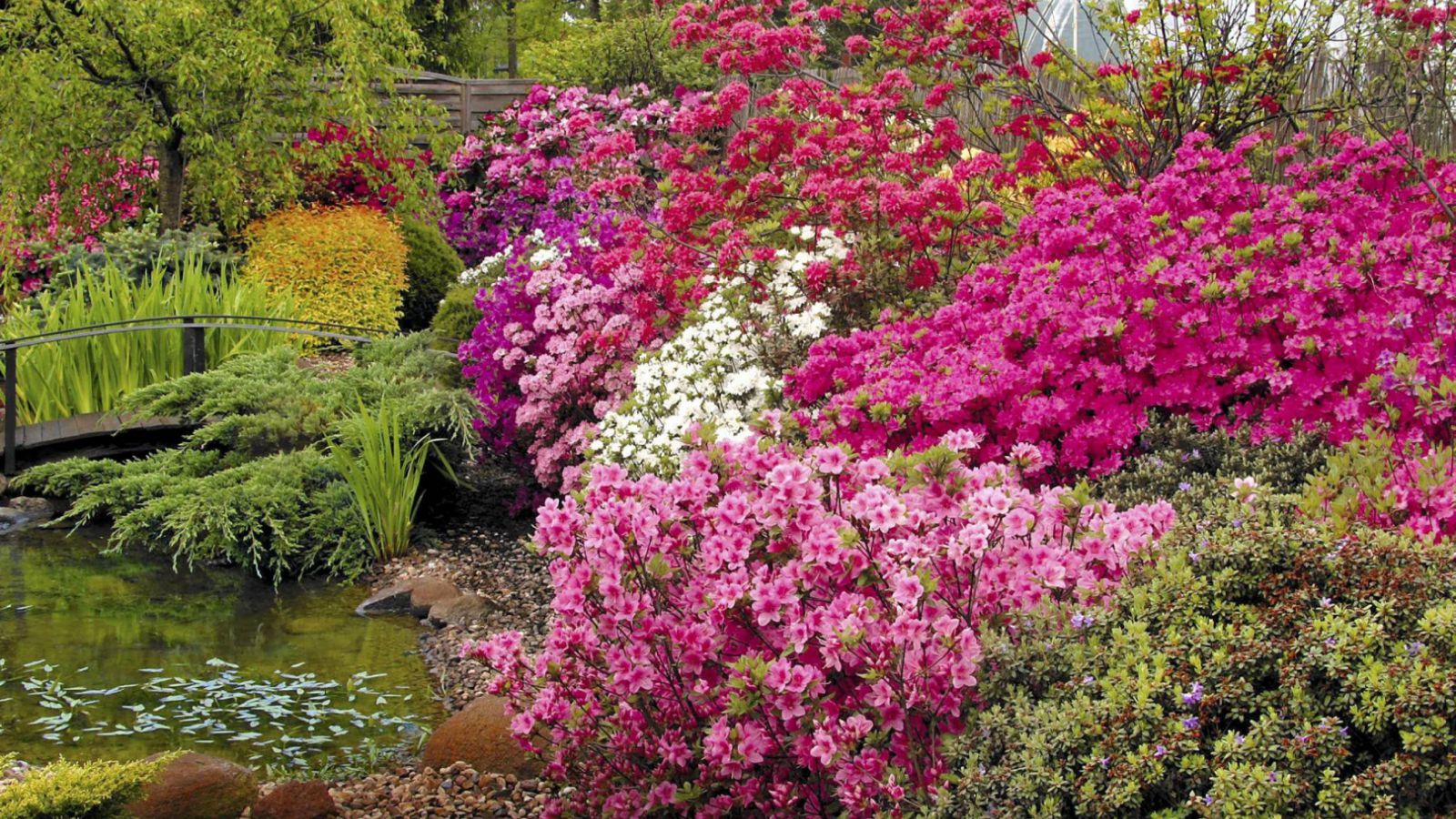 Kwiaty Azalia i Rozanecznik _1900x600