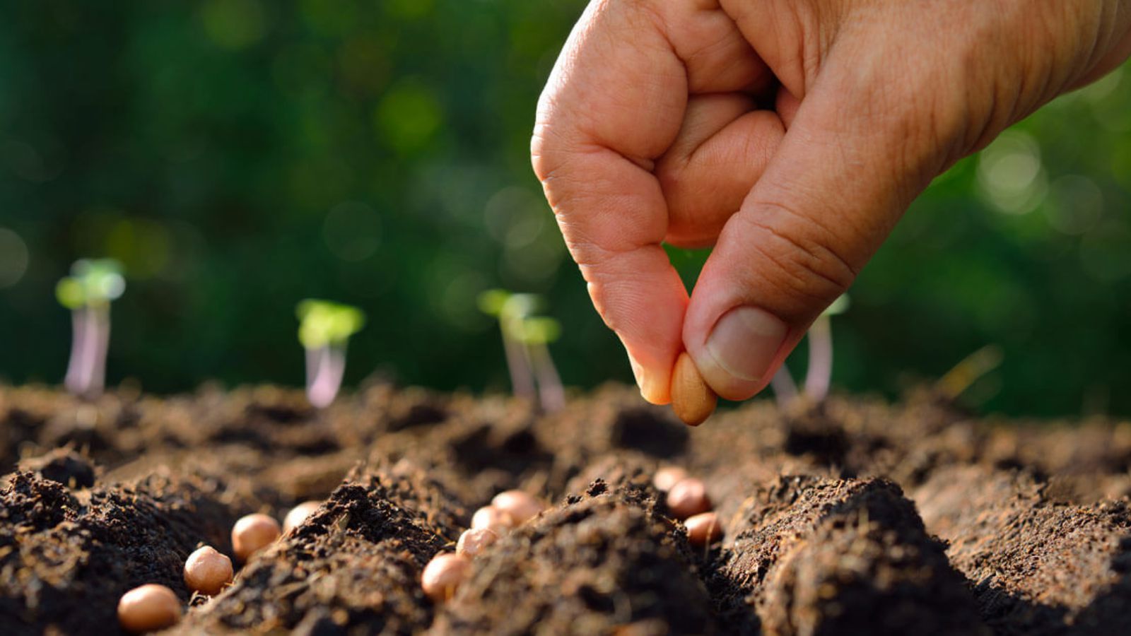 Zaprawa do nasion korzeni _1600x900