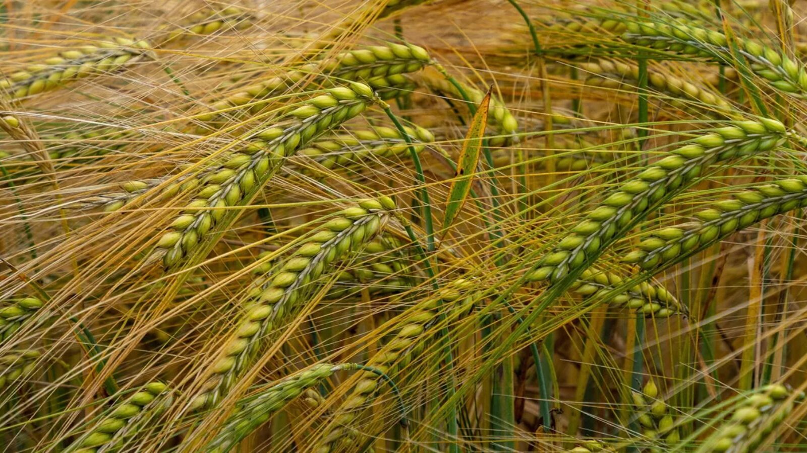 Zboza Jare _1600x900