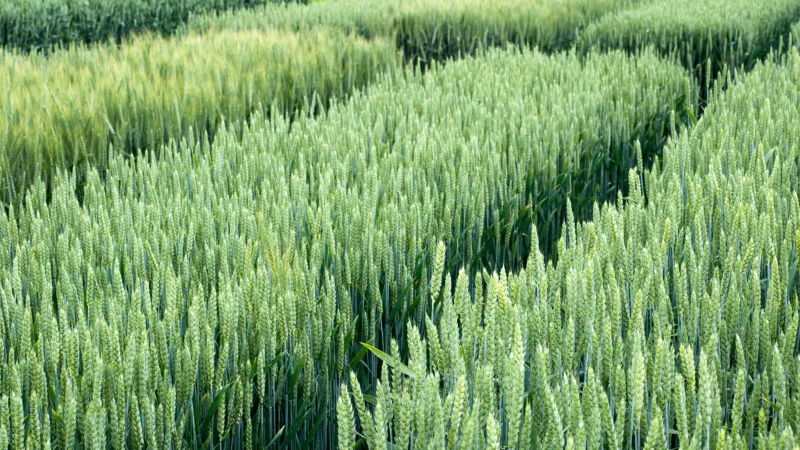 Zboza Ozime _1600x900