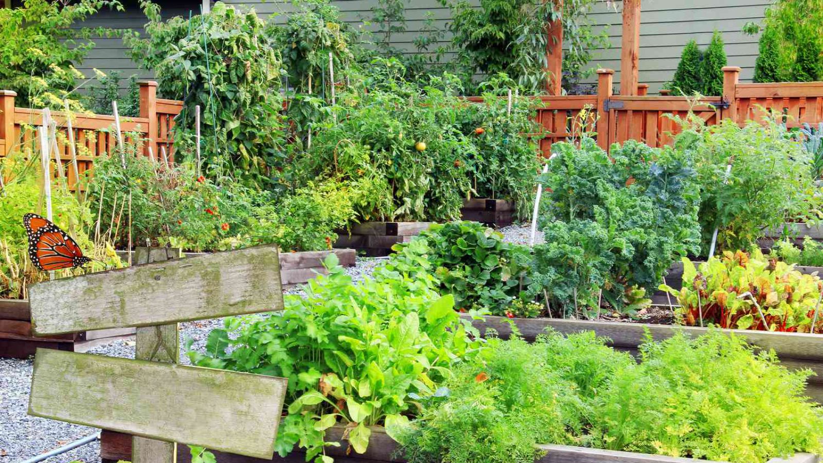 Ziola i Winorosla _1600x900